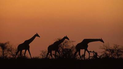 Жирафы оказались социальными животными с матриархатом