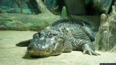 Крокодилы из Ялты доплыли до территории свободной Украины