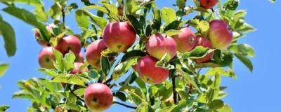 Ученые изобрели охлаждающую технику для спасения яблок от солнечных ожогов
