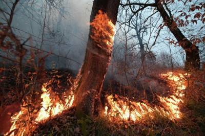 Режим ЧС ввели в семи районах на севере Иркутской области из-за лесных пожаров