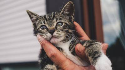 Жительница Камчатки лишилась 500 тысяч рублей во время спасения уличной кошки
