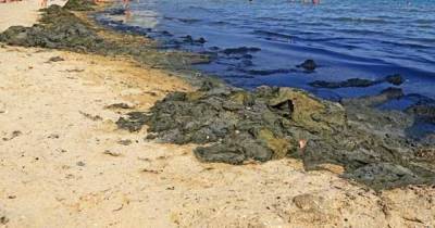 Невозможно купаться: побережье Азовского моря заполонили водоросли