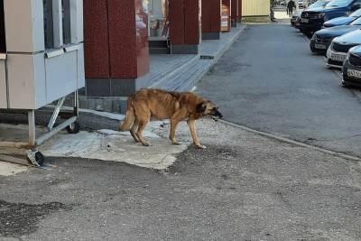 В Тверской области так и не помогли собаке, умиравшей около ТЦ