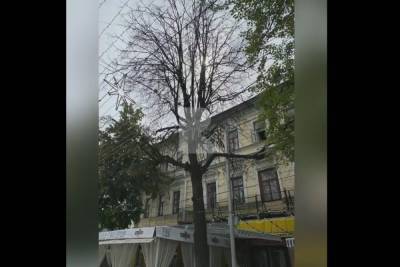 Рязанка пожаловалась на засыхающие деревья на улице Почтовой