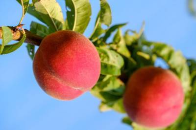Эксперт: В Украине все сложнее выращивать персики без орошения
