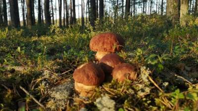 Петербургские грибники собрали 159 подосиновиков после дождей
