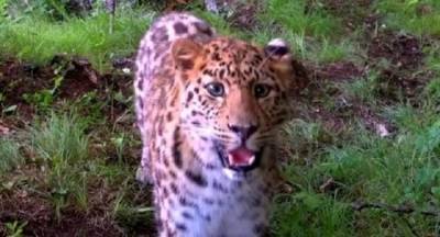 В Приморье краснокнижный леопард заинтересовался фотоловушкой и "сделал селфи"