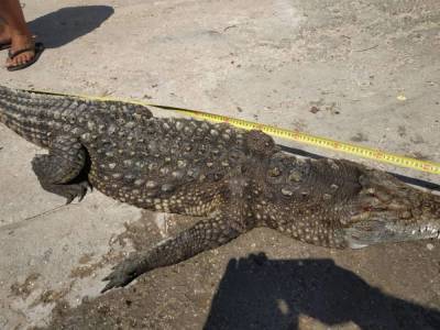 На украинском курорте обнаружили крокодила