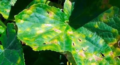 Желтые пятна на листьях огурцов