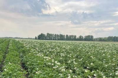В Тамбовской области собрали более 2,6 тысяч тонн картофеля