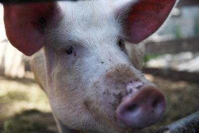 В озеро Волгоградской области сбросили трупы чумных свиней