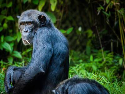 Учёные нашли у обезьян наследственную нейродегенеративную болезнь