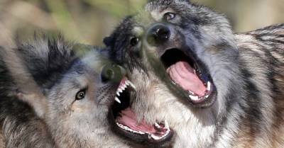 Волки терроризируют хозяйства Латвии: с начала года они задрали уже 38 животных