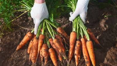 Секрет сладких моркови и свеклы в правильной подкормке: советы экспертов