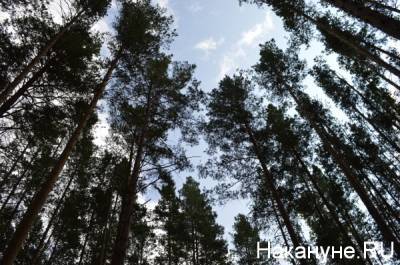 Жители Челябинска записали видеообращение к Владимиру Путину из-за вырубки леса