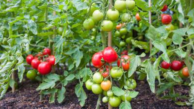 Калий и зола: как собрать хороший урожай томатов