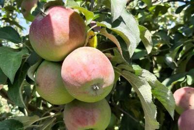 На Ставрополье назвали отпускные цены на яблоки