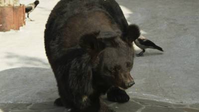 Ужин перед телевизором: видео кормящего с рук медведя россиянина привело в восторг иностранцев