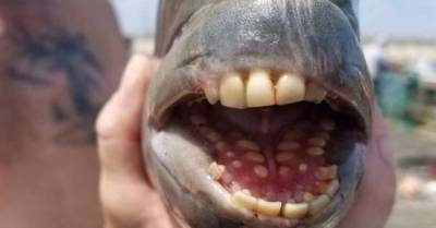 Рыбу с зубами, как у человека, поймали в США