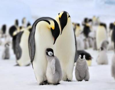 Императорские пингвины могут исчезнуть навсегда
