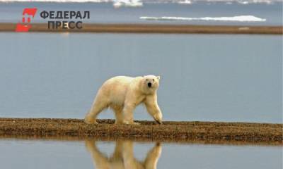 Самых любопытных медведей на Ямале отвезут подальше от людей