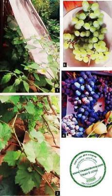 Выращивание винограда в Подмосковье – мои советы по посадке и уходу