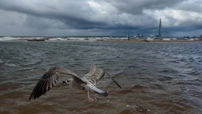 МЧС предупредило о штормовом ветре и метровых волнах в Финском заливе