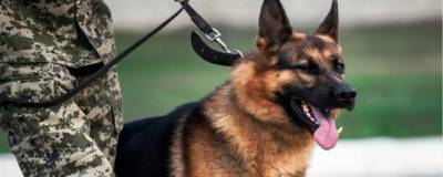 В Заельцовском районе служебная собака нашла подозреваемых в грабеже