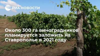 Около 300 га виноградников планируется заложить на Ставрополье в 2021 году