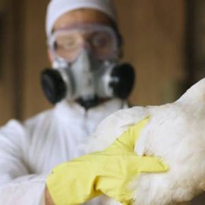 В Китае обнаружили два случая высокопатогенного птичьего гриппа