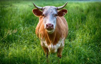 Что делать, если вас терроризируют коровы и быки?