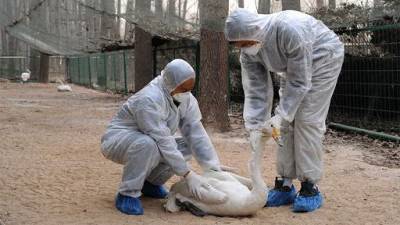 В Китае обнаружили случаи заражения людей птичьим гриппом