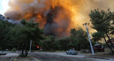 Эрдоган заявил, что посадит 250 млн деревьев вместо сгоревших при лесных пожарах