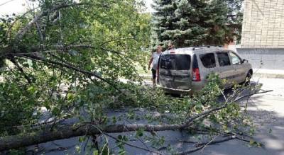 Дорогу в Новочеркасске перекрыло упавшее дерево