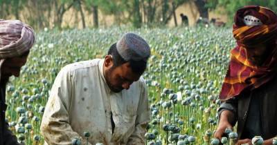 Хамид Карзай - Короли маковых полей. Как Афганистан стал мировым центром наркоторговли - focus.ua - США - Украина - Афганистан - Пакистан