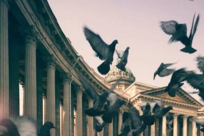 Жителям Петербурга объяснили, почему не стоит подкармливать уличных голубей