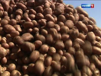 В Ростовской области ожидается хороший урожай картофеля