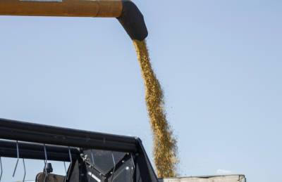 Франция снизила прогноз урожая пшеницы и кукурузы