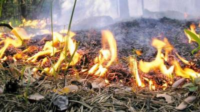 Режим ЧС введен из-за пожара в заповеднике в Темниковском районе Мордовии