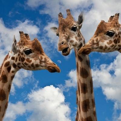 Британские ученые выяснили, что люди неправильно понимают жирафов