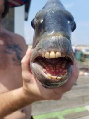 «Отсюда берутся протезы?»: в США поймали рыбу с человеческими зубами