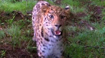 Леопард стал звездой, когда попал в объектив фотоловушки в России