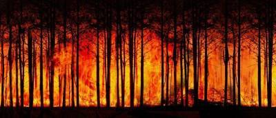 Минфин предложил повысить в России штрафы за приводящие к лесным пожарам нарушения