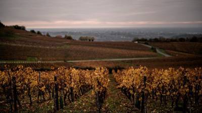 Эхо весенних заморозков: во Франции резко сократится производство вина