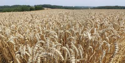 Весомый колос. Хозяйства Гродненского района лидируют по урожайности зерновых и зернобобовых культур