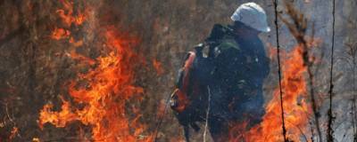 МЧС: в России пройденная лесными пожарами площадь превысила 6 млн гектаров