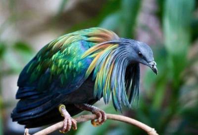 10 самых необычных и фантастических голубей со всего света