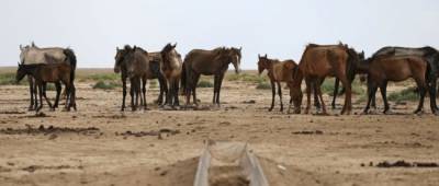 В Казахстане из-за аномальной жары гибнут лошади, овцы и коровы: животные едят землю и картон