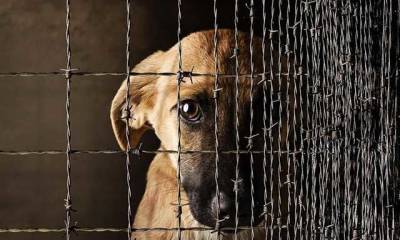 В Украине ужесточат ответственность за жестокое обращение с животными