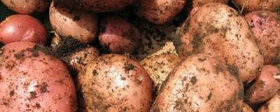 Подмосковье оказалось в лидерах страны по производству картофеля